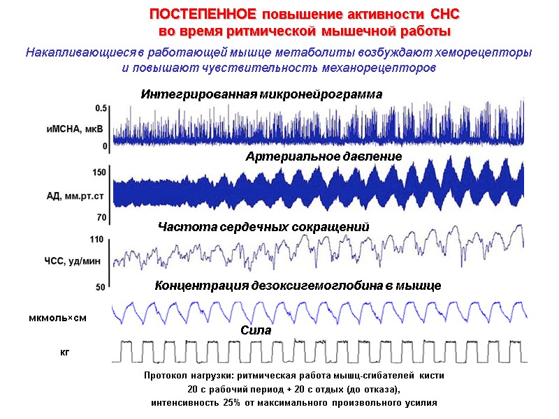 Артериальное давление Частота сердечных сокращений Интегрированная микронейрограмма Концентрация дезоксигемоглобина в мышце кг мкмоль×см Сила